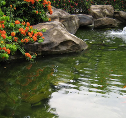 Fish pond filters and pumps