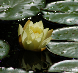 Backyard pond liners