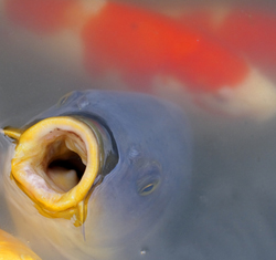 Koi pond