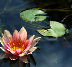 Pond netting 