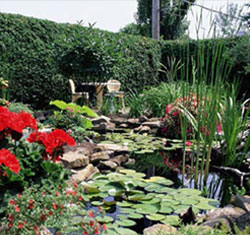 Garden pond