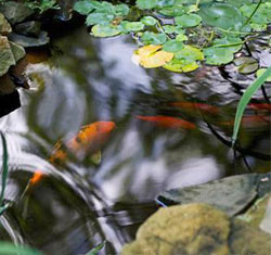 Garden pond fish